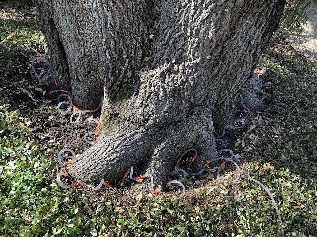 Detailed Tree Cabling and Bracing job site in Verdunville