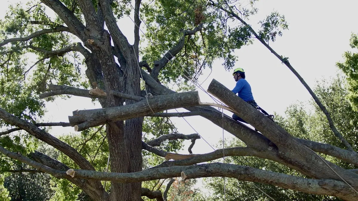 Professional Hazardous Tree Removal performed by certified arborists in Verdunville