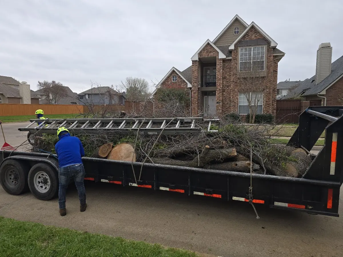 Expert Tree Fertilization with proper safety equipment in Verdunville